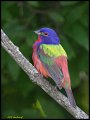 _5SB2858 painted bunting